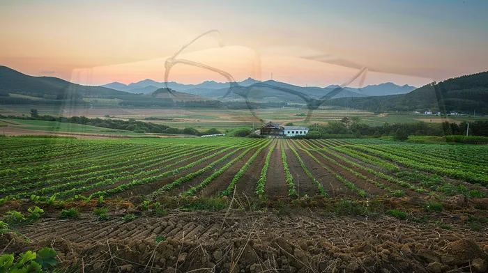 빚 독촉 채권자 해결 방법